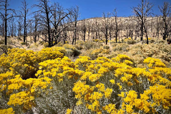 Strawberry Creek Road