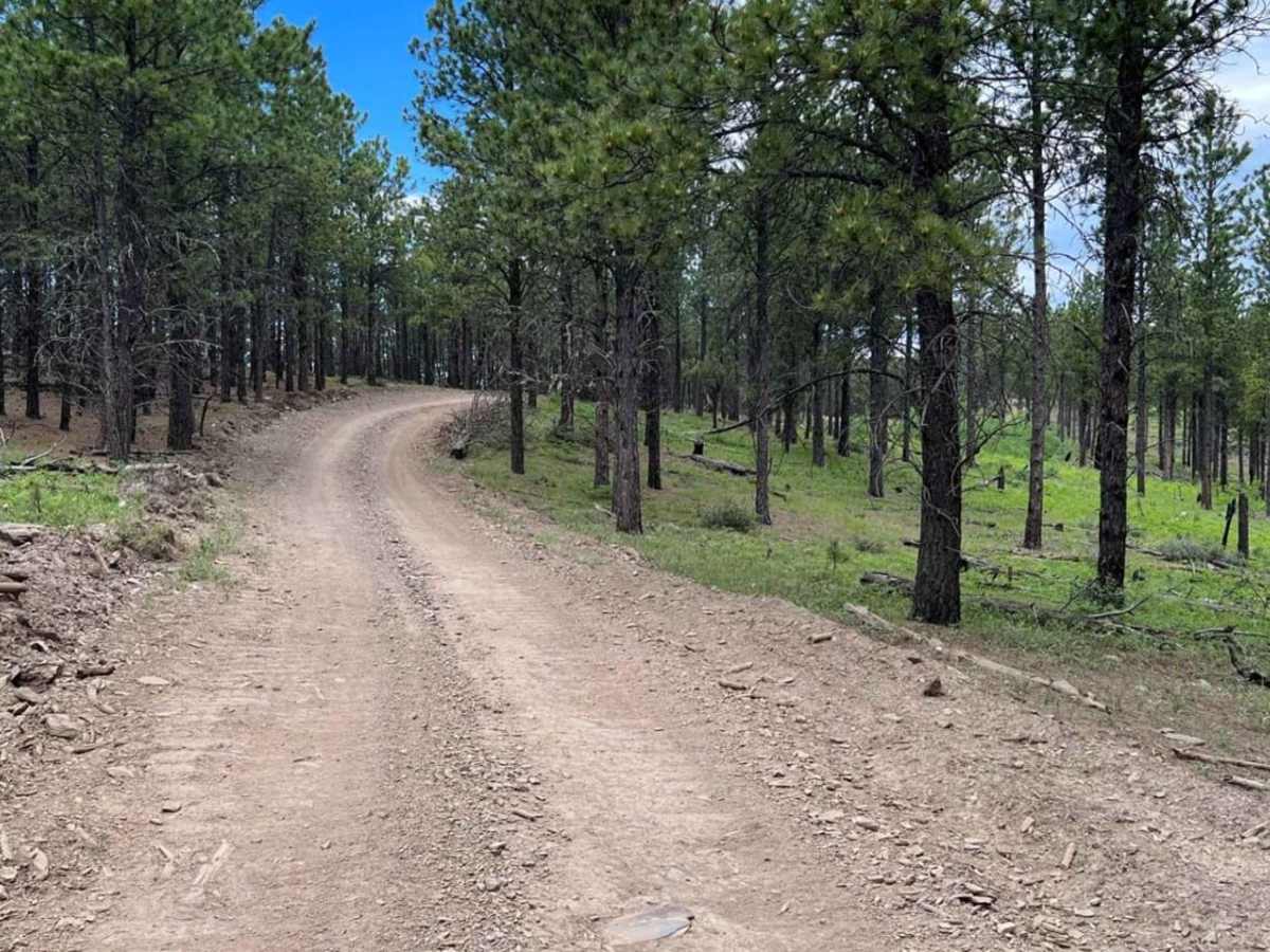 Spaw Gulch - FSR#606 photo 2