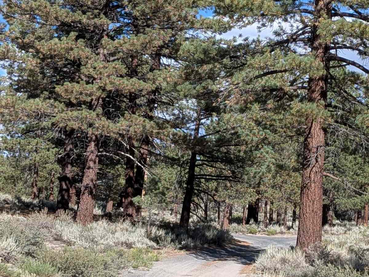 FS 3S130 trail photo