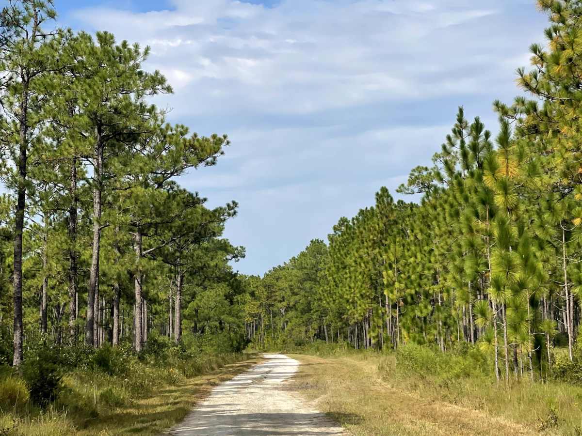 Trumpster Road trail photo