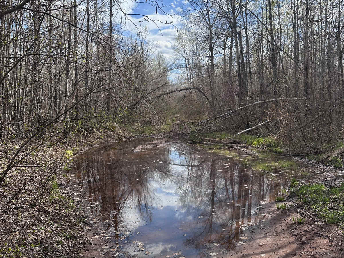 Abandoned Bog Trail photo 3