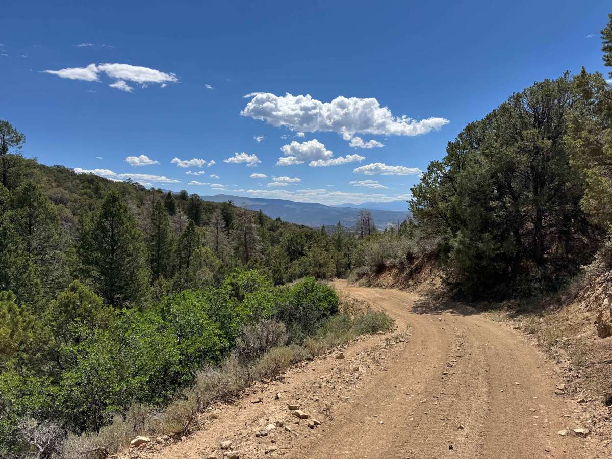 BLM 8455 photo 3