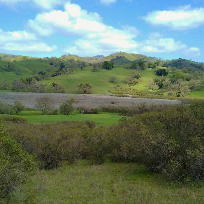 Spring turns the Diablo Range hills green. The San Felipe Creek flows through wetlands in the valley below the hills. Seen looking northeast from Snell Trail. Near Snell Trail