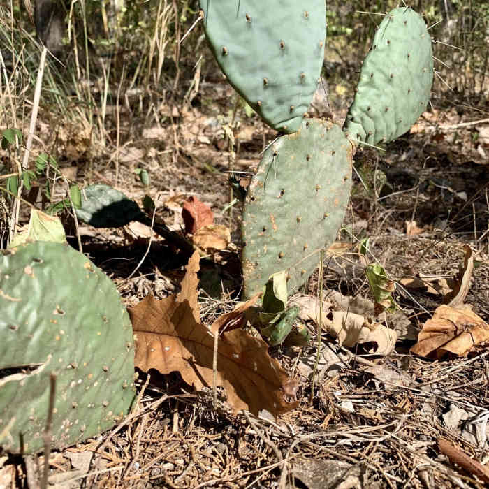 Alabama Cactus? Near Madkin Mountain Loop