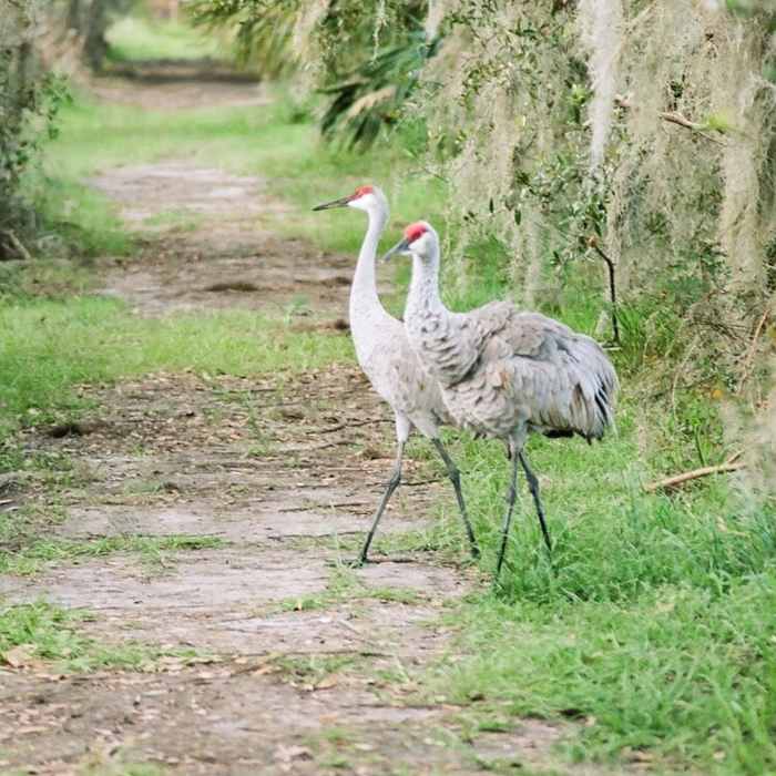 Large birds on Marsh Rabbit Run Near Circle B Bar Reserve Loop