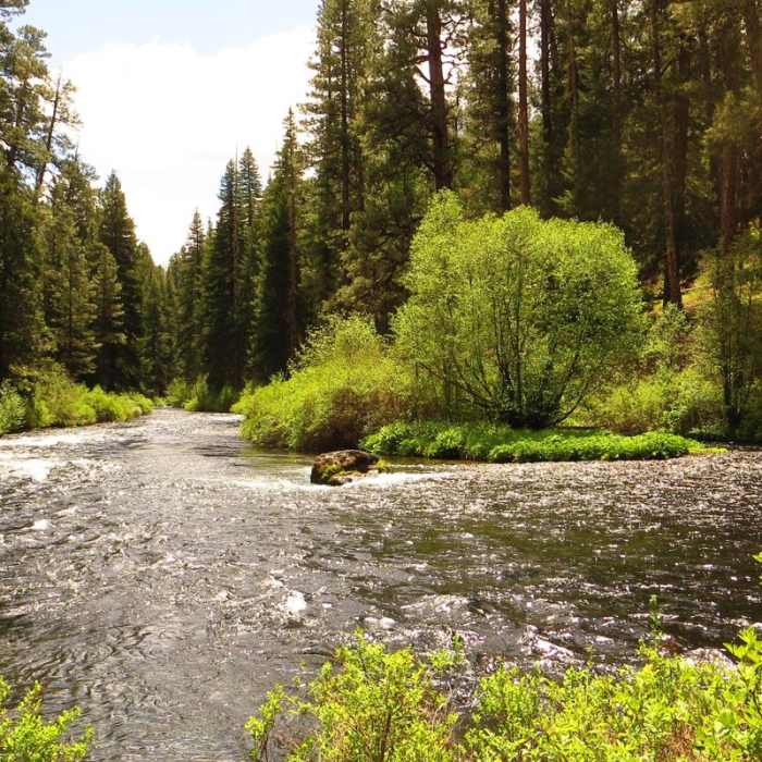 Near Metolius River Trail West