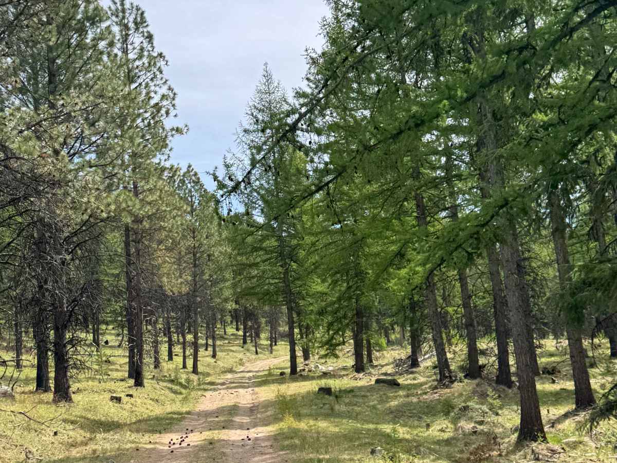 Shovel Creek - FS 2040-050 photo 6