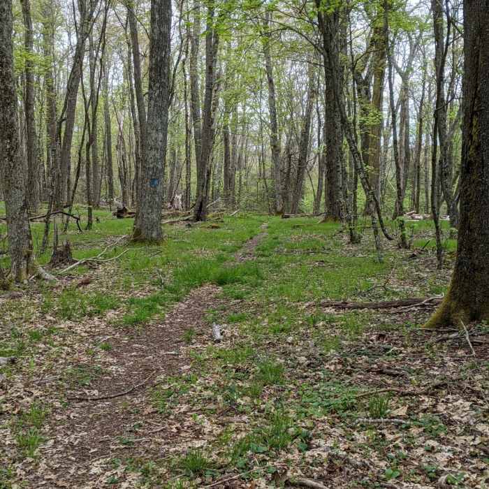 Near Middle Jungle Trail