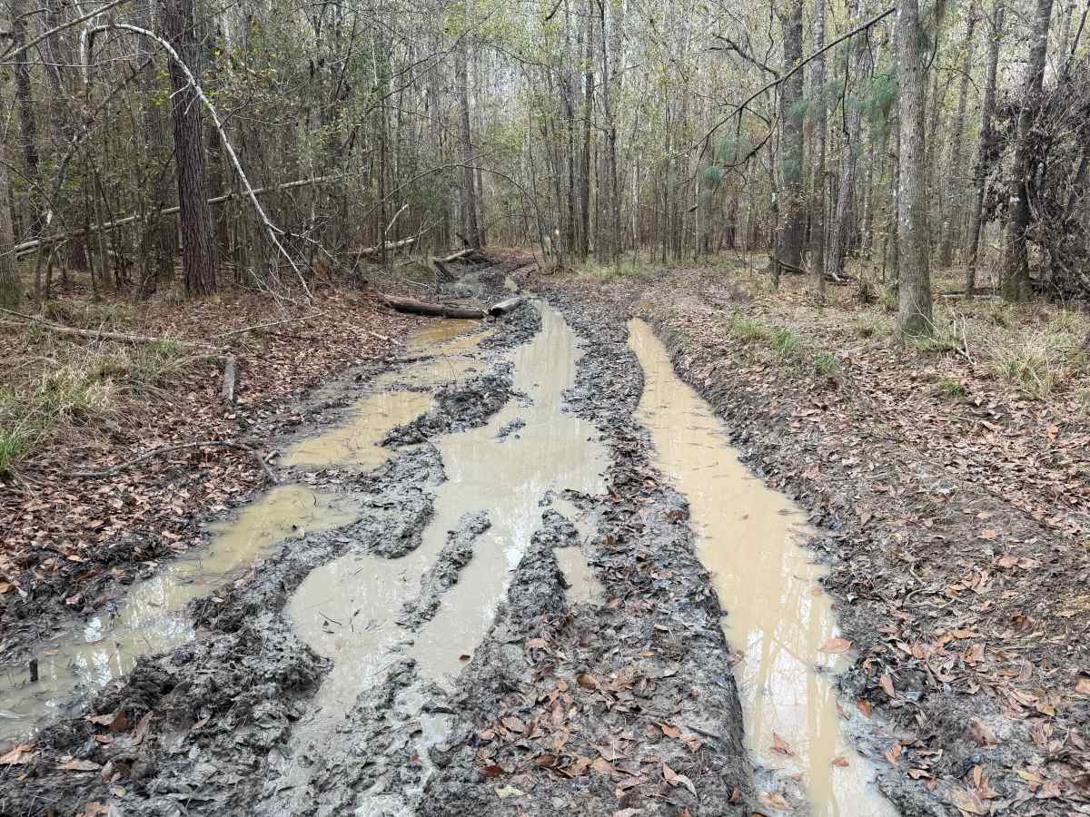 Big Cypress Swamp South East Loop photo 3