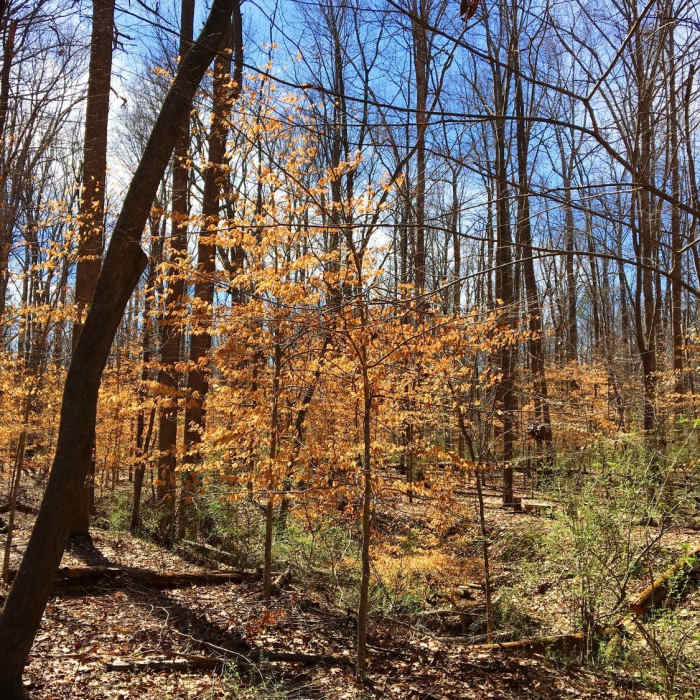 Small beech trees sprout their leaves along with other early spring plants. Near Nature Observation