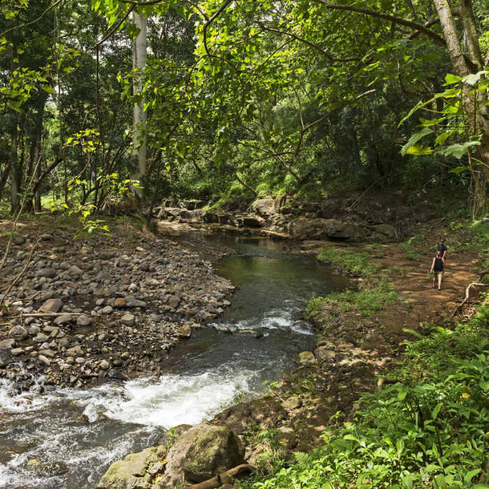 Near Ho'opi'i Falls Trail