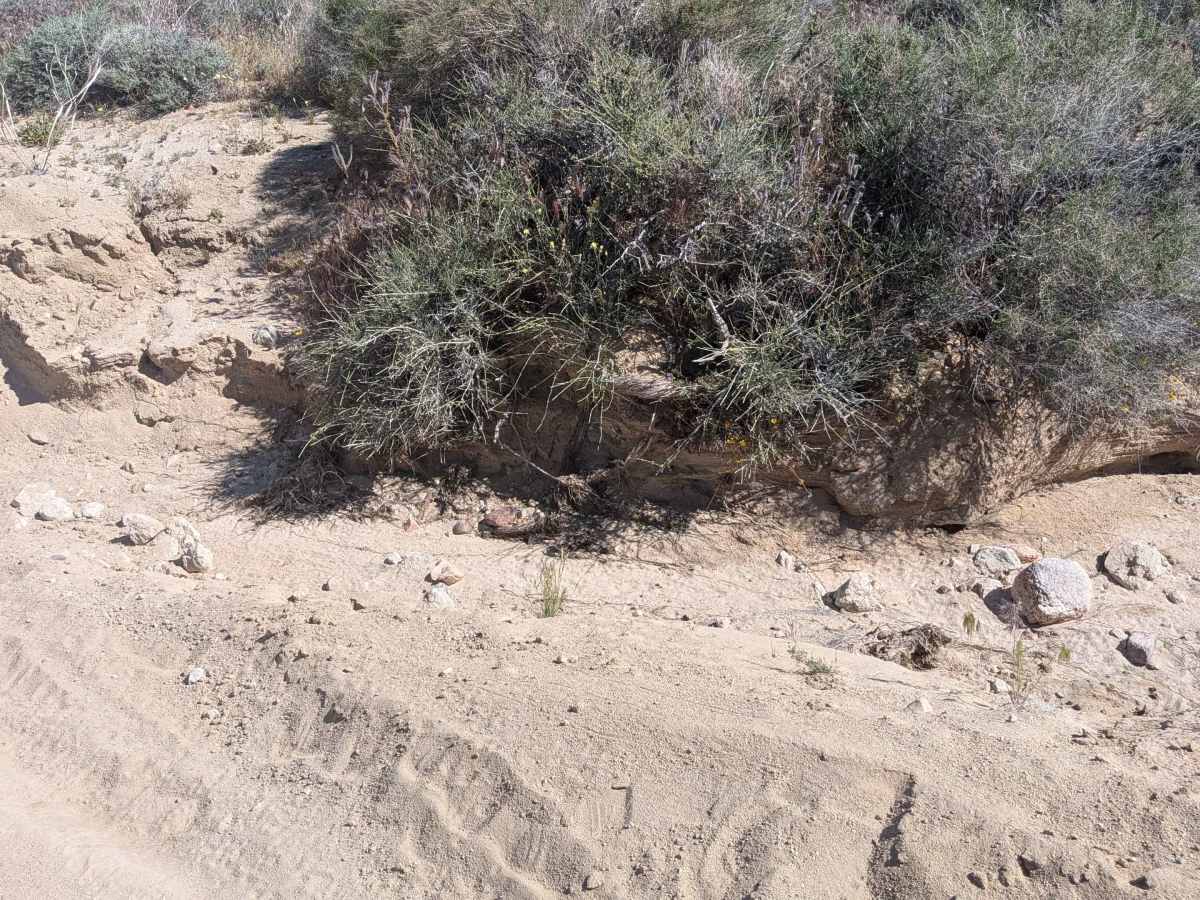 BLM SC129 photo 3