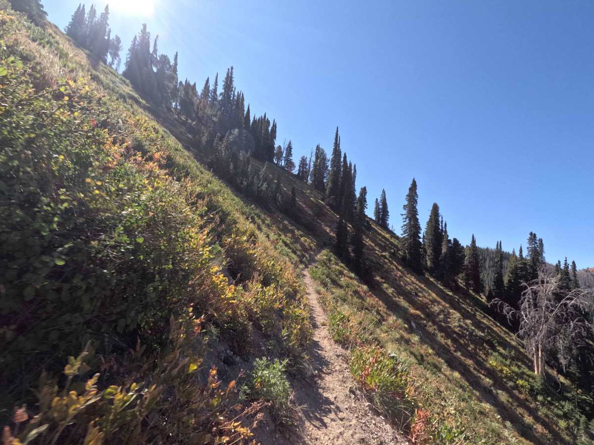 Bear-Willow Connector - FS 7197 photo 6