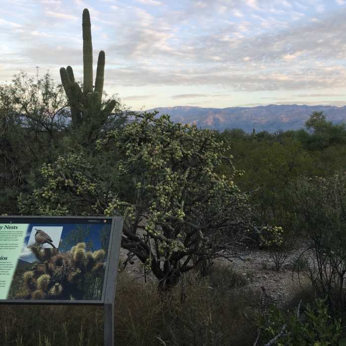 Near Javelina West Wash Trail