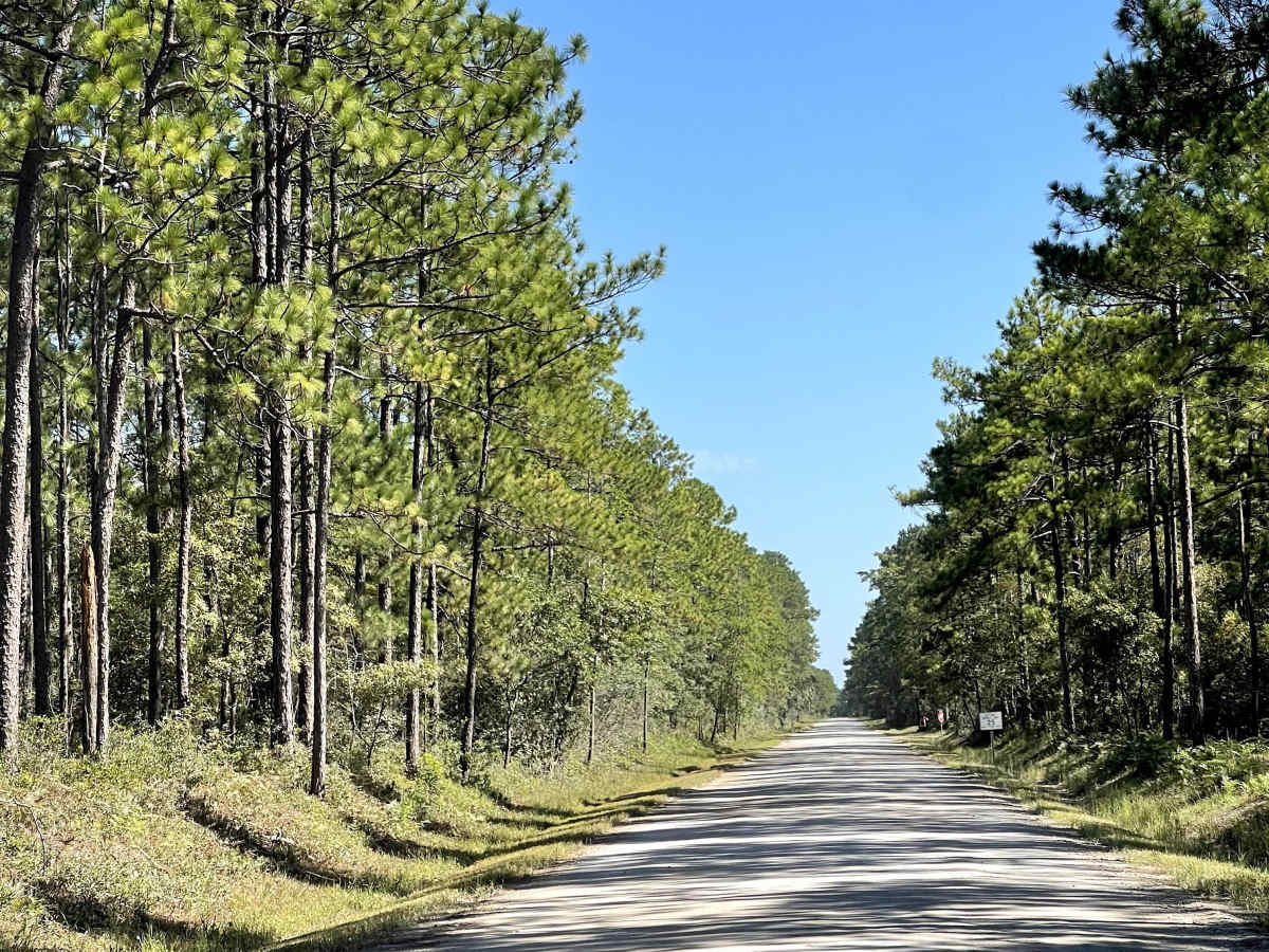 Juniper Road photo 5