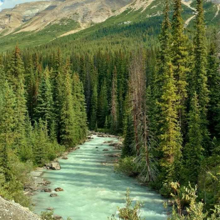 Nigel Creek is below the trail near the Nigel Creek Trailhead. Near Brazeau Loop