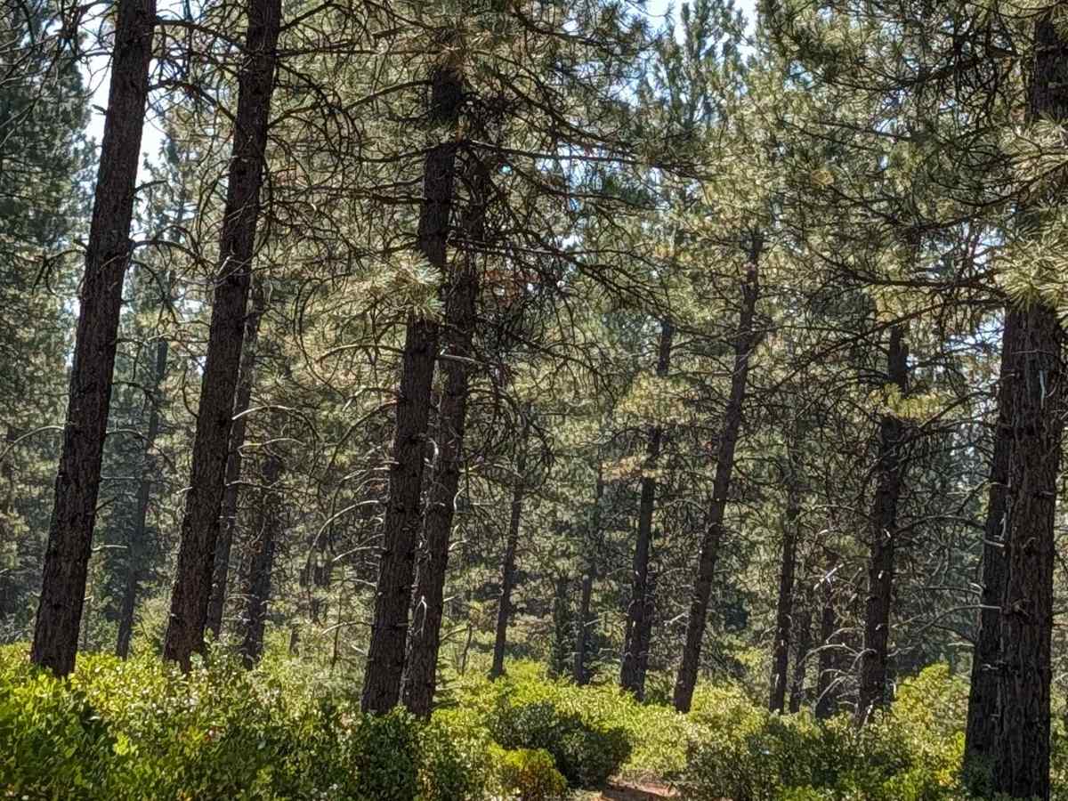 Porcupine Butte - FS 42N20 photo 6