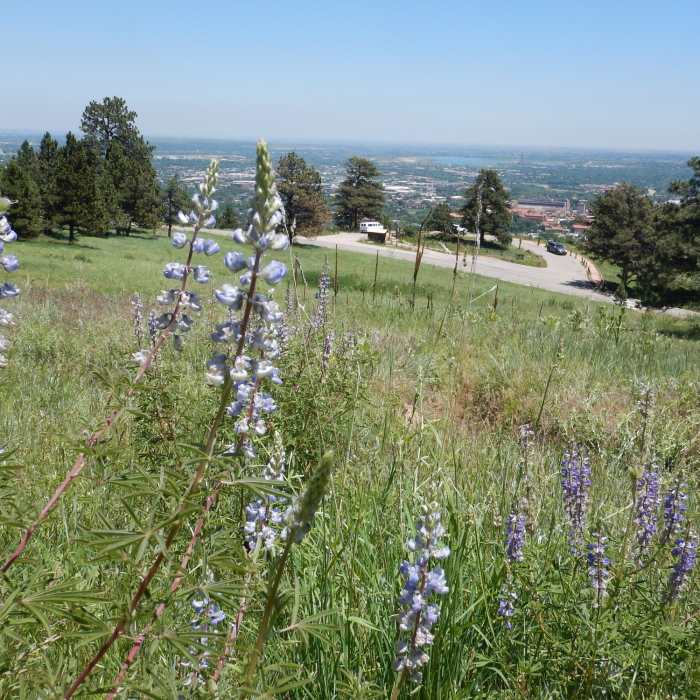 Near Viewpoint Trail