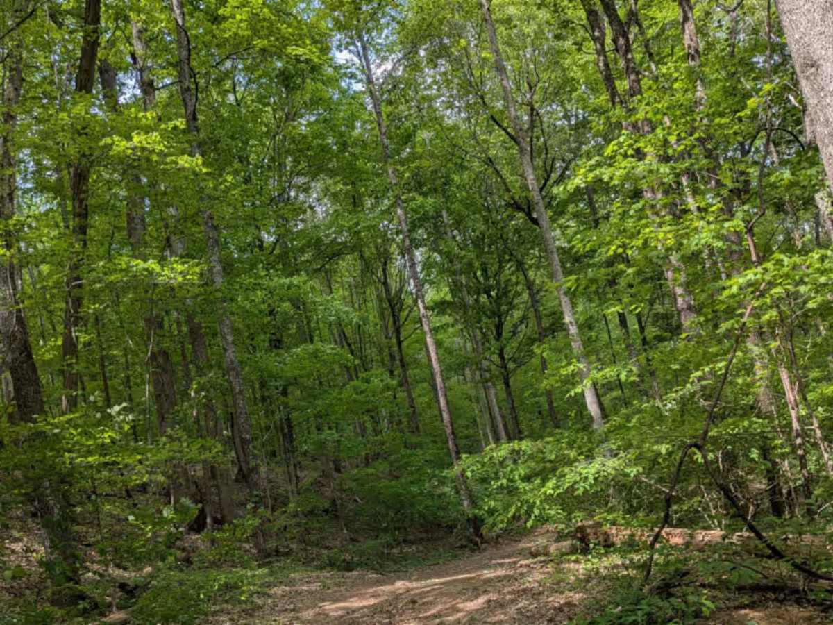 Trail 87 photo 2
