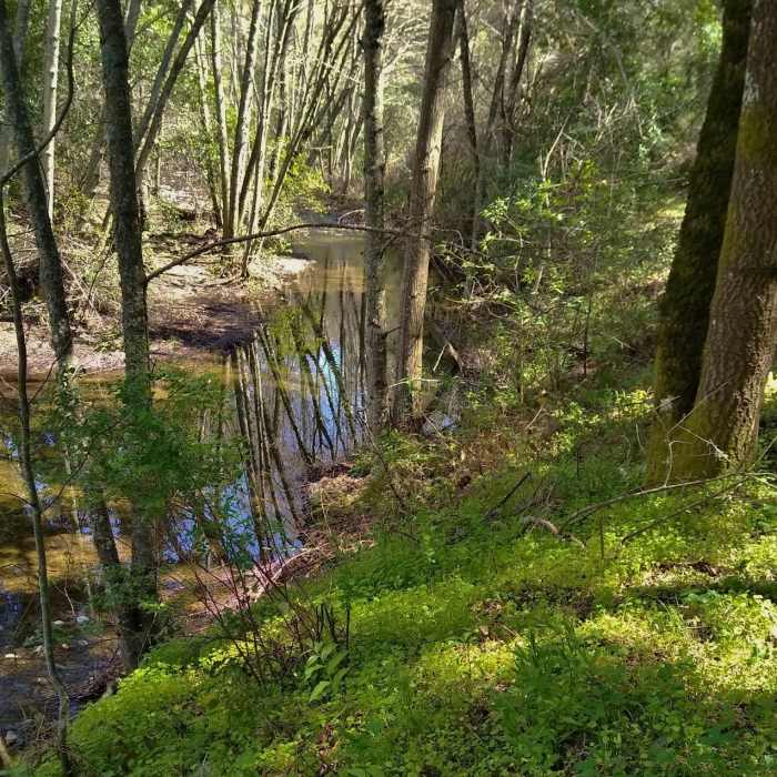 Near Smith Creek Trail