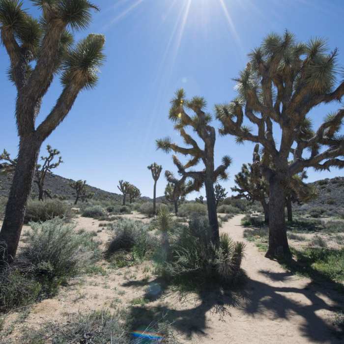Near Lost Horse Mine Loop Near Lost Horse Mine Loop