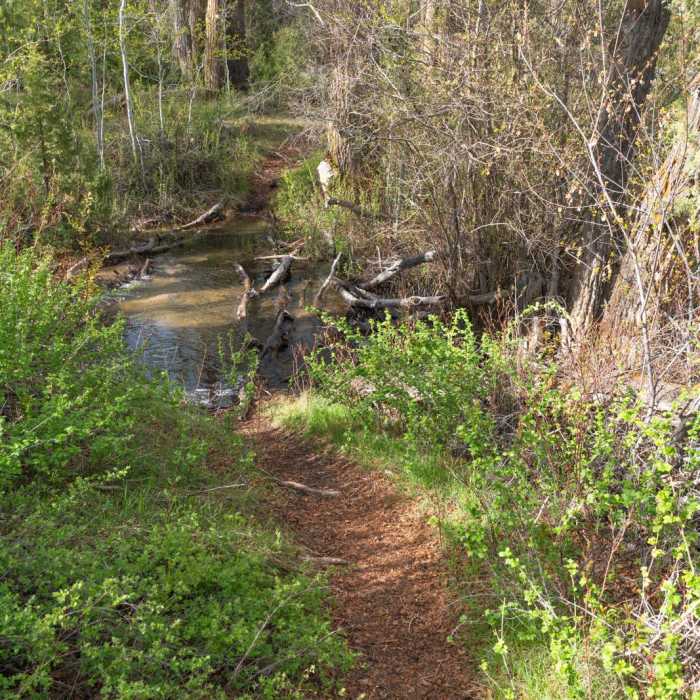 Near Encampment River Trail