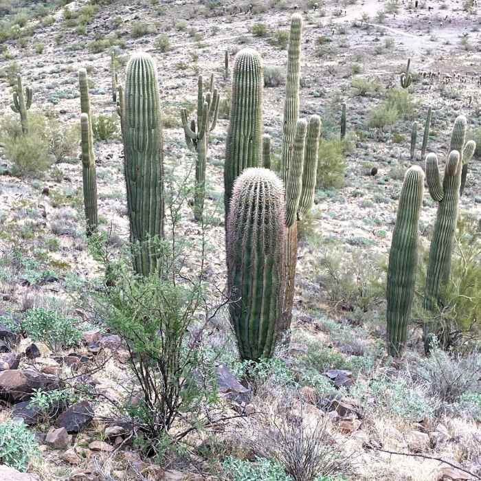 Near Westwing Mountain Trail