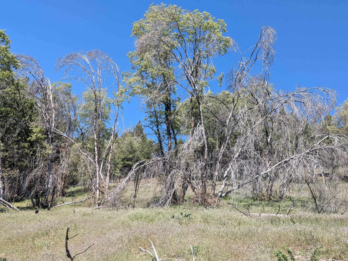 Little Poso Creek - FS 26S12 photo 6