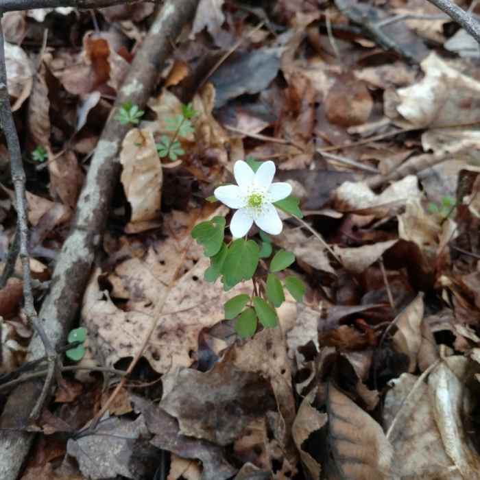 Rue Anemone Near Bridle Trail