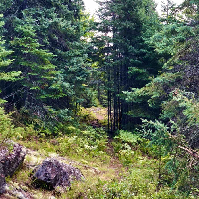 Near Locator Lake Trail