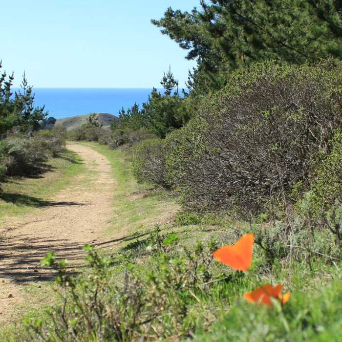 Near Mori Ridge Trail