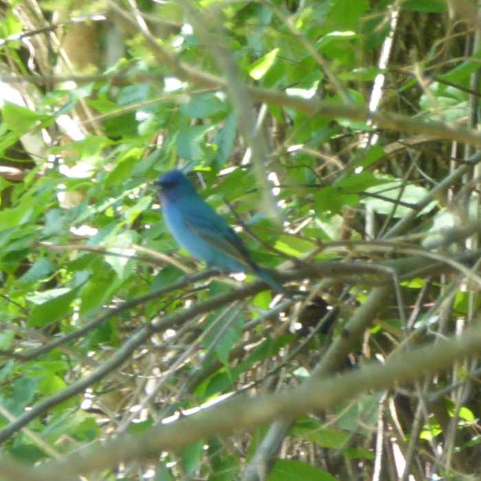 Near Hillside National Wildlife Refuge Trail