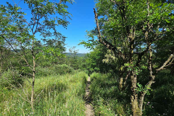 Single Track Q
