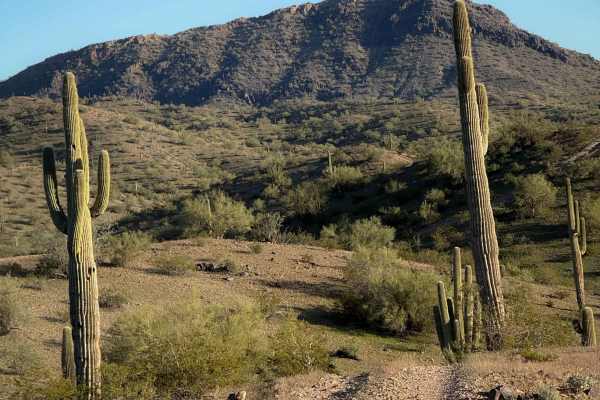 Ocotillo