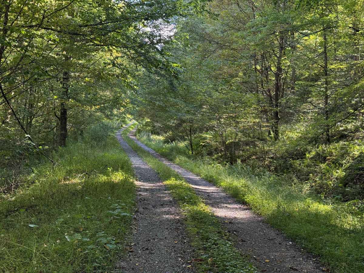 Bucklick A - FS 176A photo 2