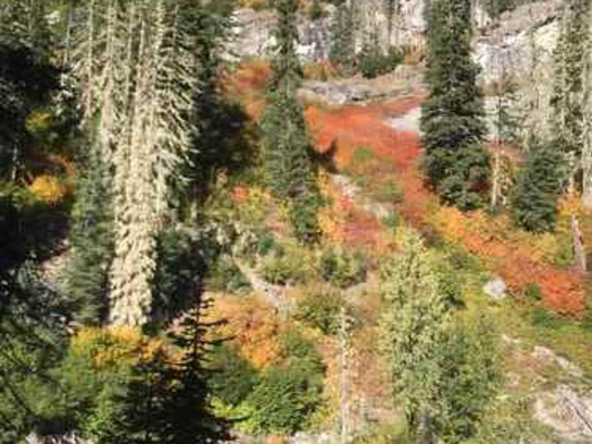 Upper Fortune Creek trail photo