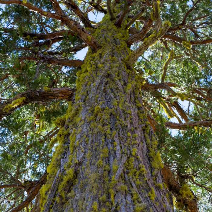 Near Bear Basin + Seven Up Pass