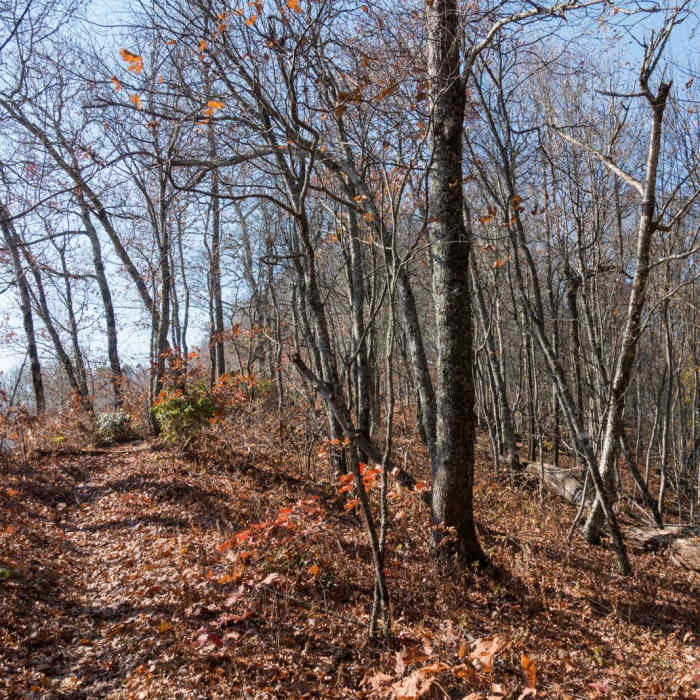Near Appalachian Trail: Burningtown Gap to Winding Stair Gap