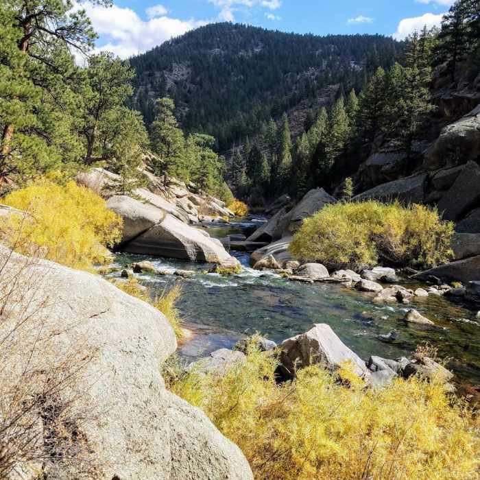 Bank of the South Fork of the South Platte River sprinkled with willows. Near Platte River #654