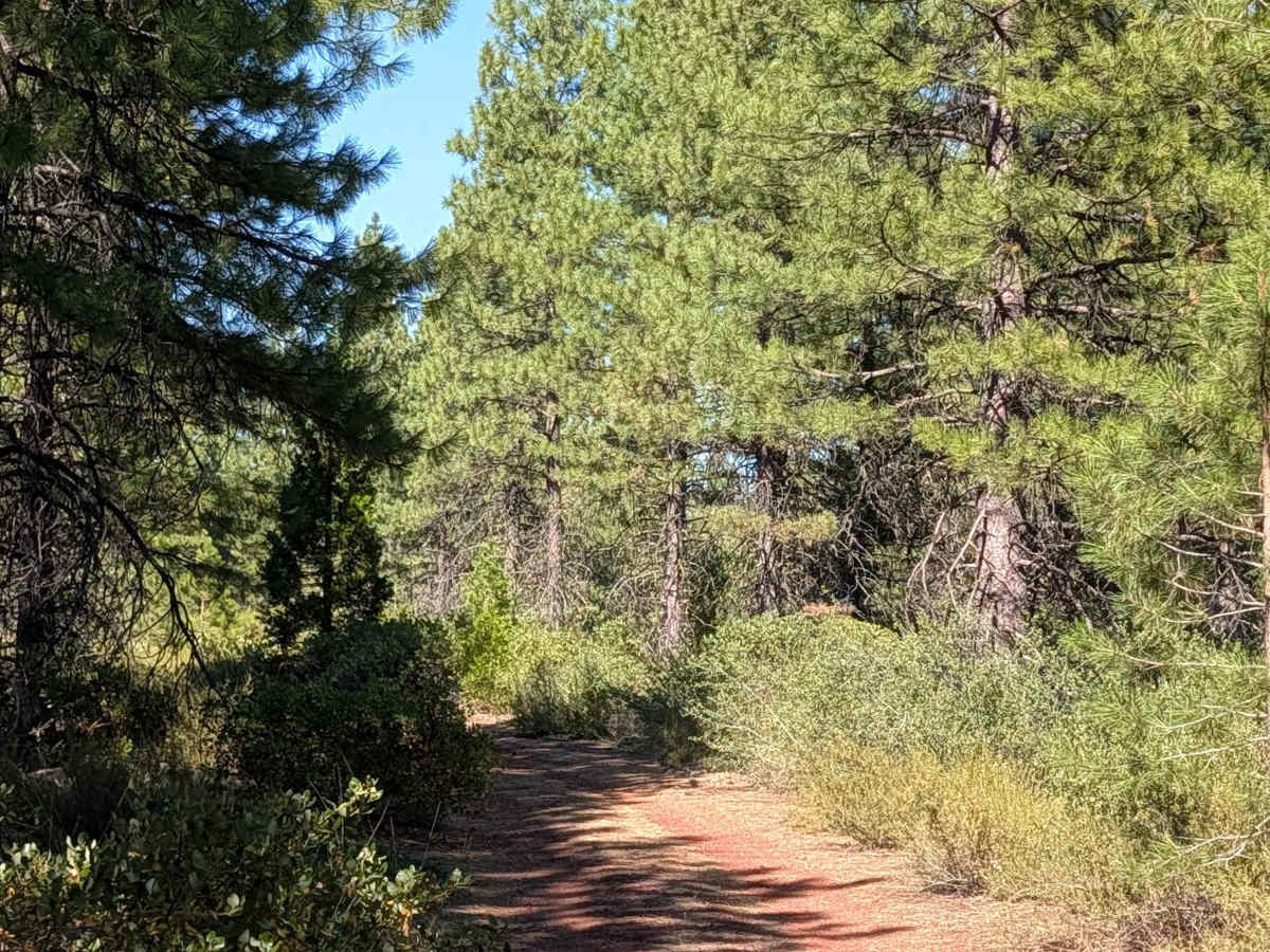 Obsdian - FS 42N35 trail photo