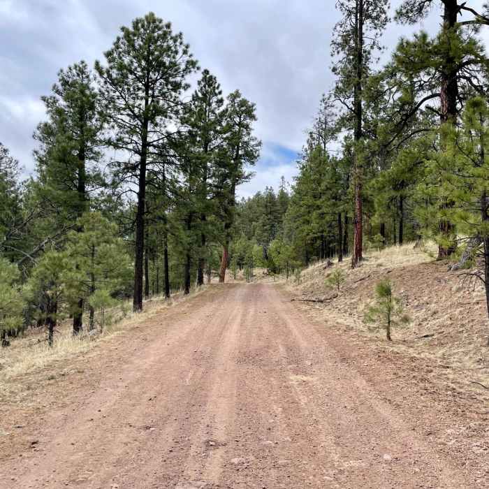 Near Continental Divide Trail: New Mexico Section 15