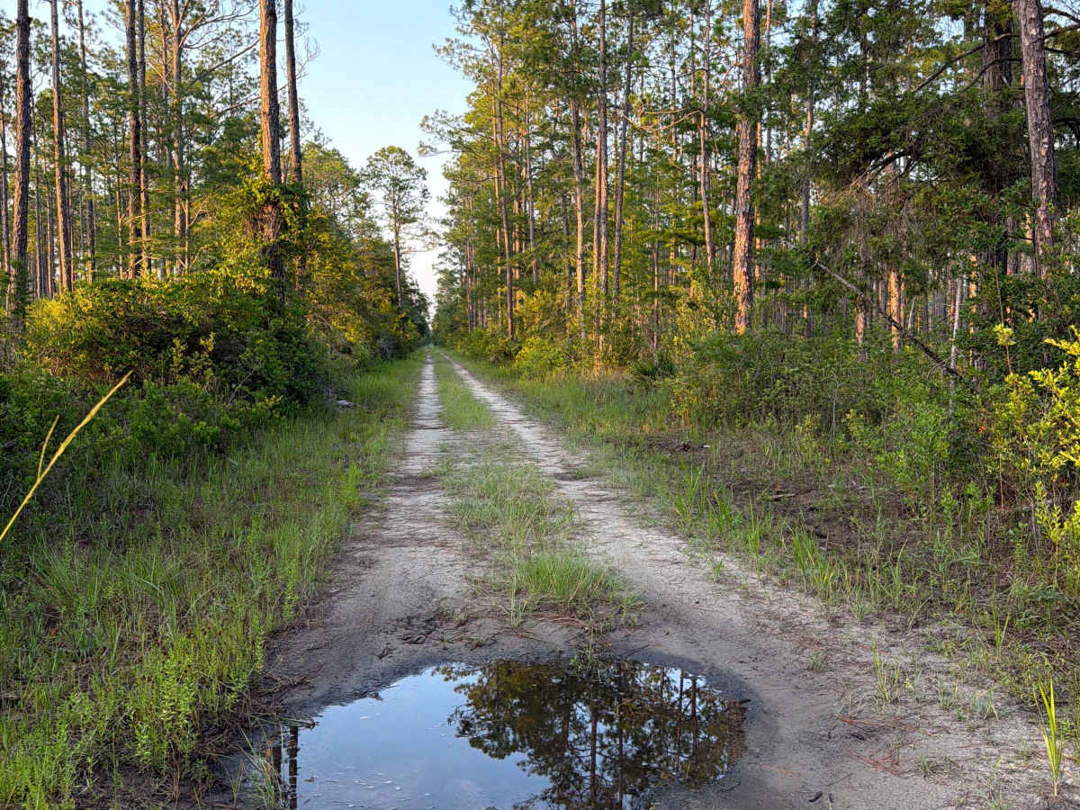 Trout Creek Road photo 6