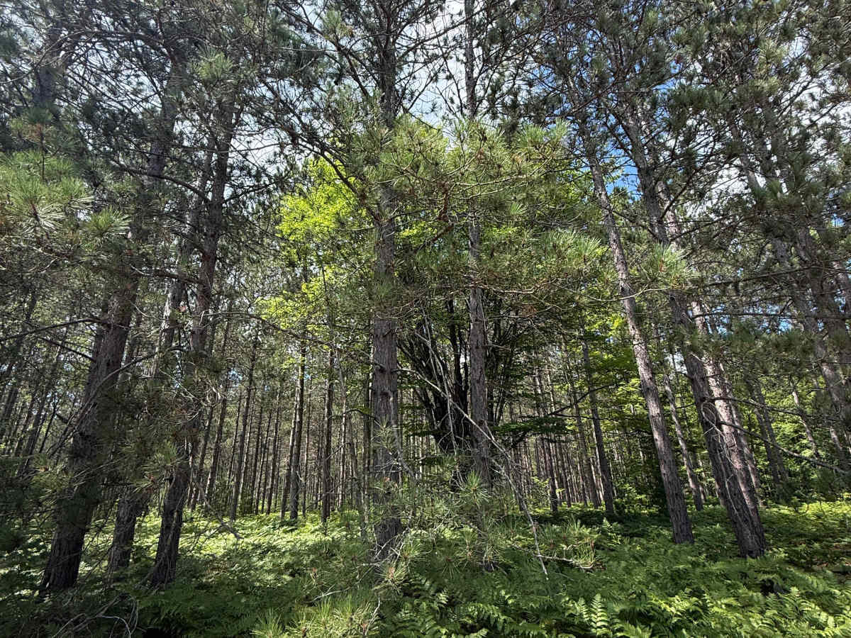 Deer Road Trail photo 5
