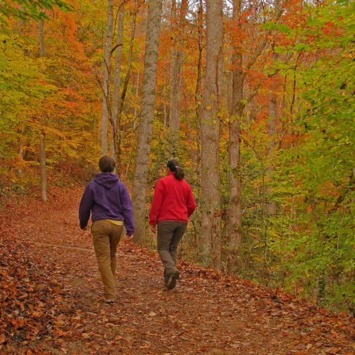 Heading to Juney Whank Falls on a perfect fall day. Near Deep Creek to Kuwohi (fka Clingmans Dome)