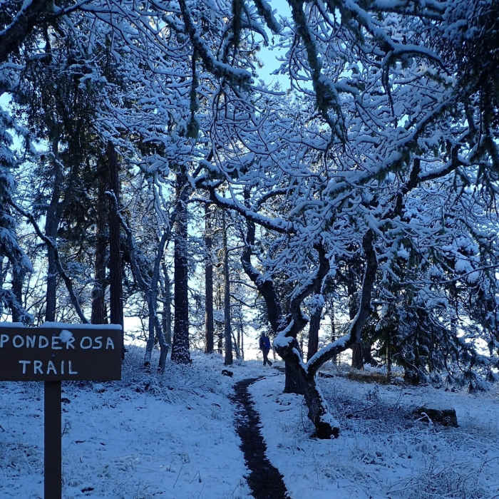 The lower end of the Ponderosa Trail in winter (there old handmade trail signs are being replaced). Near Ponderosa Trail