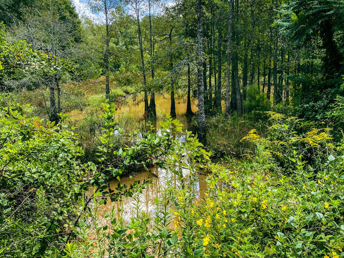 Pearl River Run photo 6