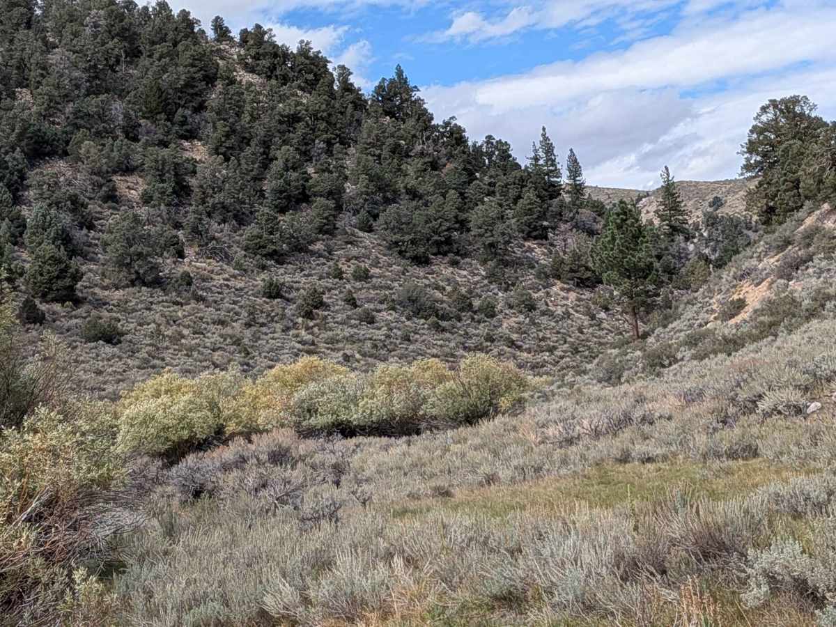Cottonwood Meadows Road - FS 32106 photo 6