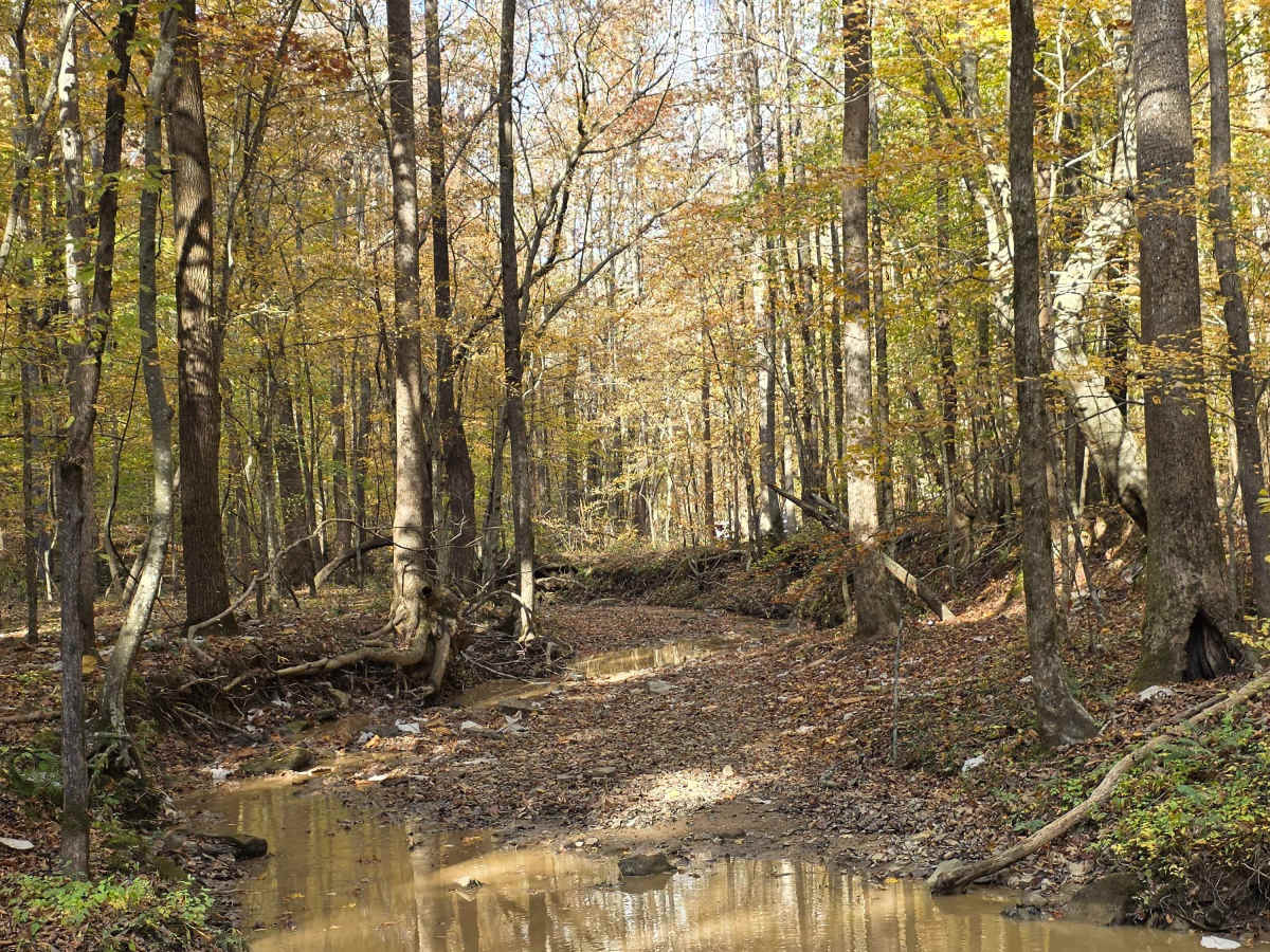 Creekside trail photo