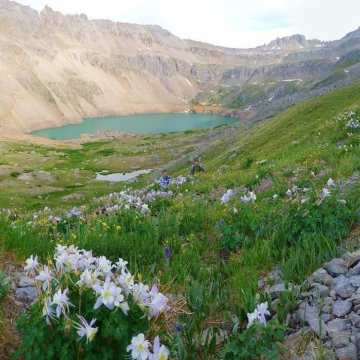 Field of columbines. Near Blue Lake Trail