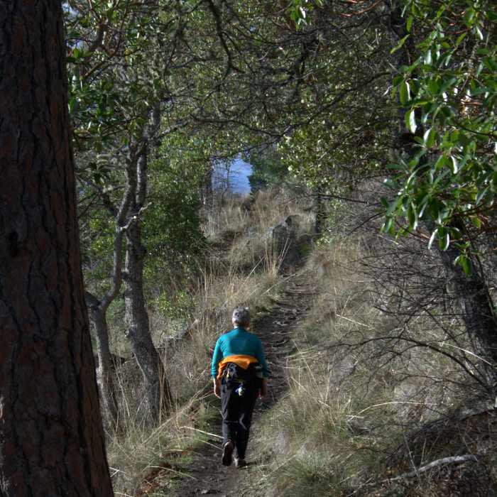 Nearing the upper end of the Manzanita Trail Near Ponderosa Trail
